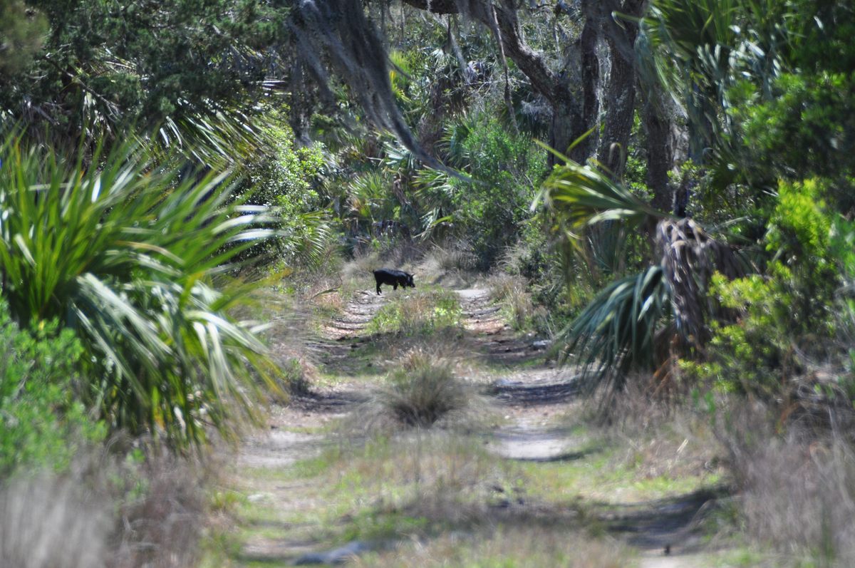 A wild Ossabaw hog crossing the road.