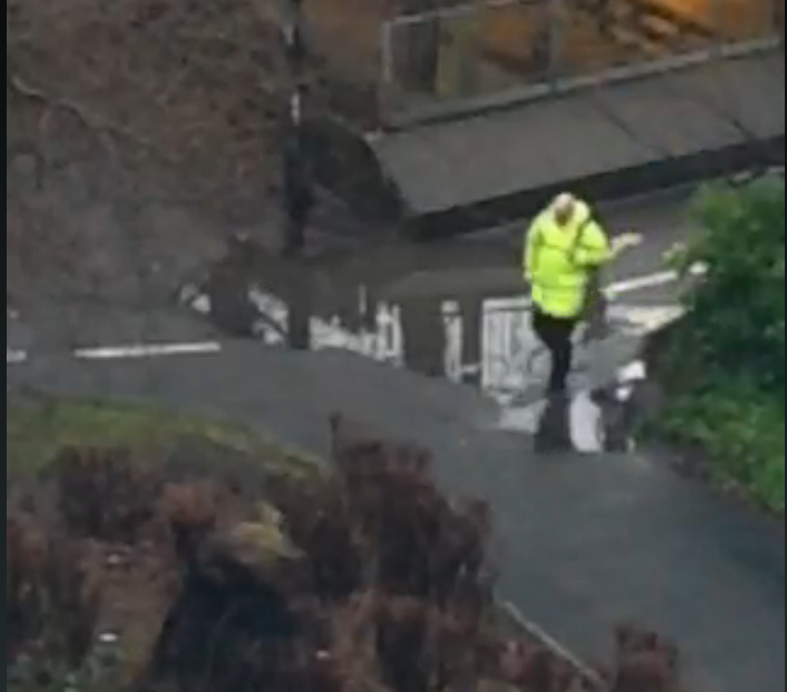 An intrepid puddle-crosser. (Image: Drummond Central/Periscope)