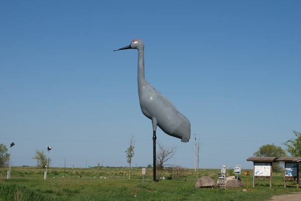 Sandy, the world’s largest sandhill crane