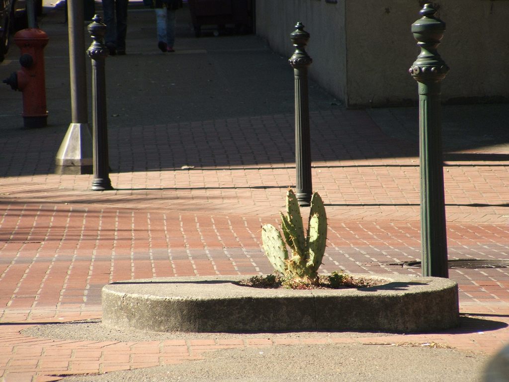 A Cactus in Mill Ends Park? 2004