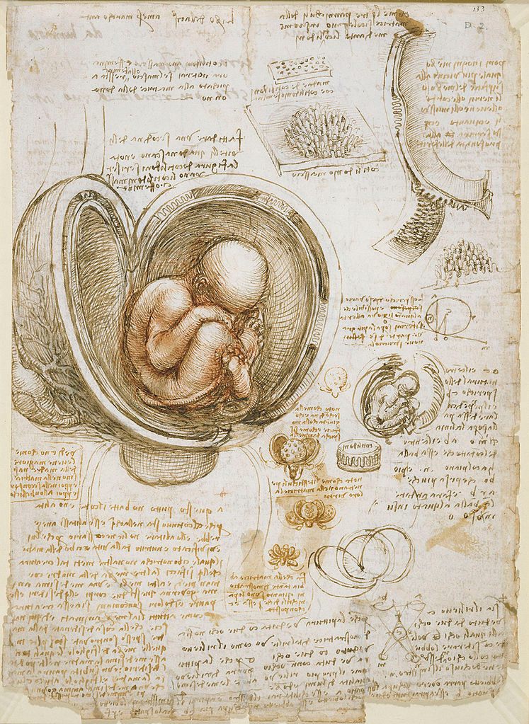 Studies of the fetus in the womb, by Leonardo da Vinci, c. 1510-13.
