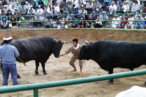 Handlers position bulls and cheer 
them on.