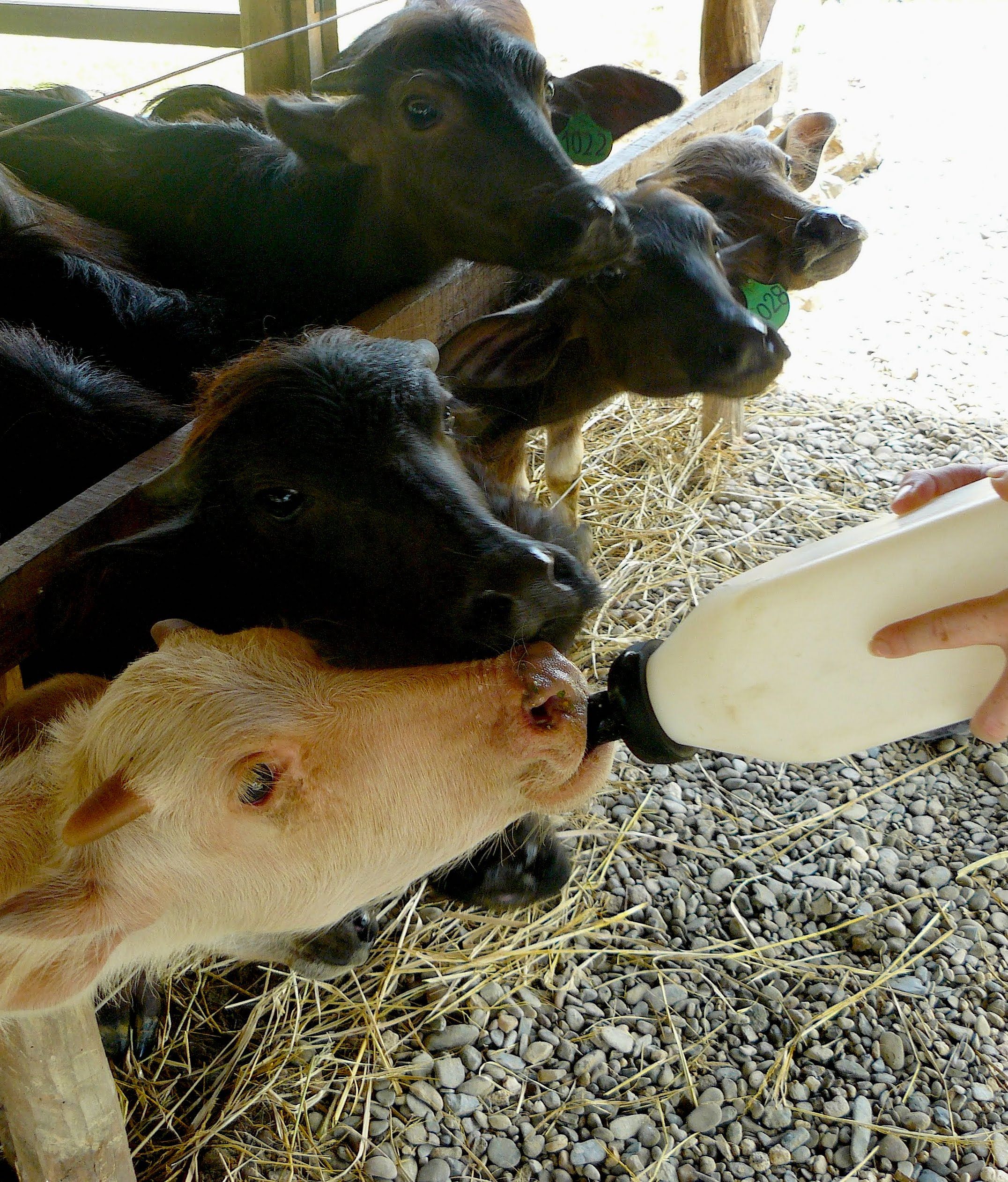 Feeding the calves on the farm.