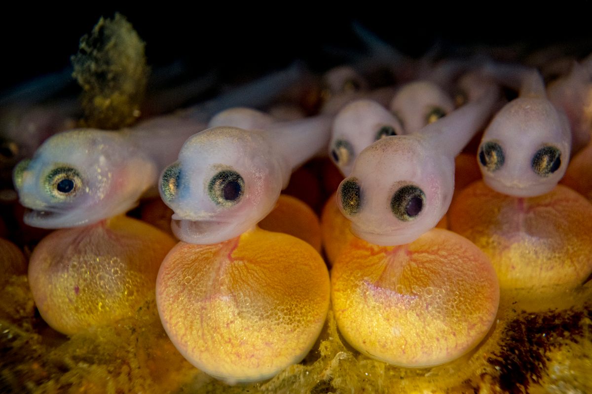A cluster of embryonic plainfin midshipman fish nestle together beneath a rock. These fish will live the majority of their adult lives on the ocean floor some 1,200 feet beneath the surface. A nocturnal species, the fish bury themselves in the sand during the day and hunt at night, displaying hundreds of glowing spots called photophores to attract prey.