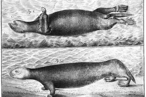 Shipwrecks, Scurvy and Sea Otters: The Tale of the First European in Alaska