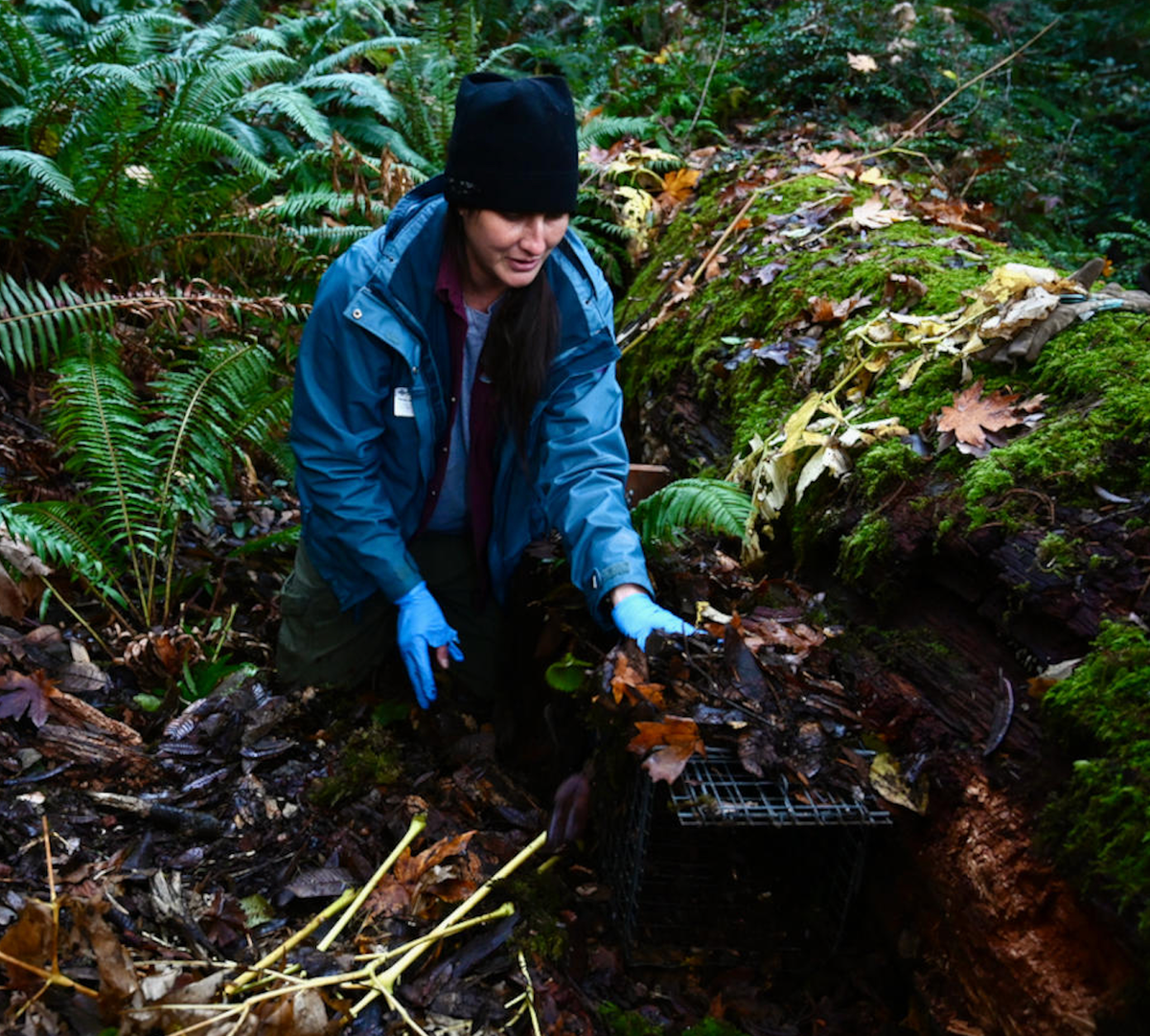 Holly Horan, who also works for the Hoopa Valley Tribe, resets a fisher trap. The tribe maintains some of the longest documentation of fishers in North America.