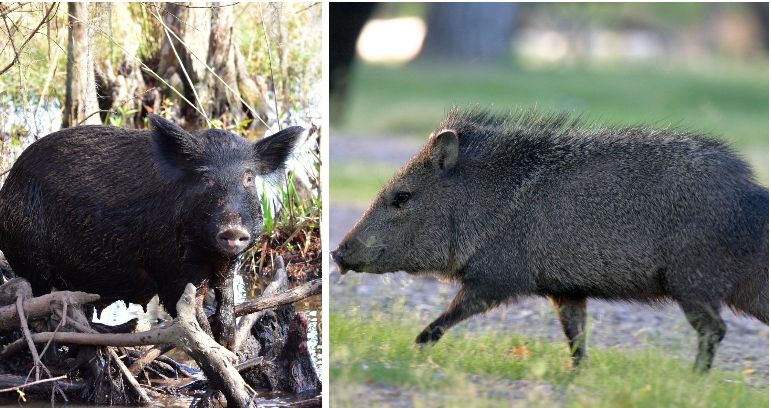 On the left, a feral pig; on the right, a peccary. No wonder poor Ligon couldn't tell them apart.