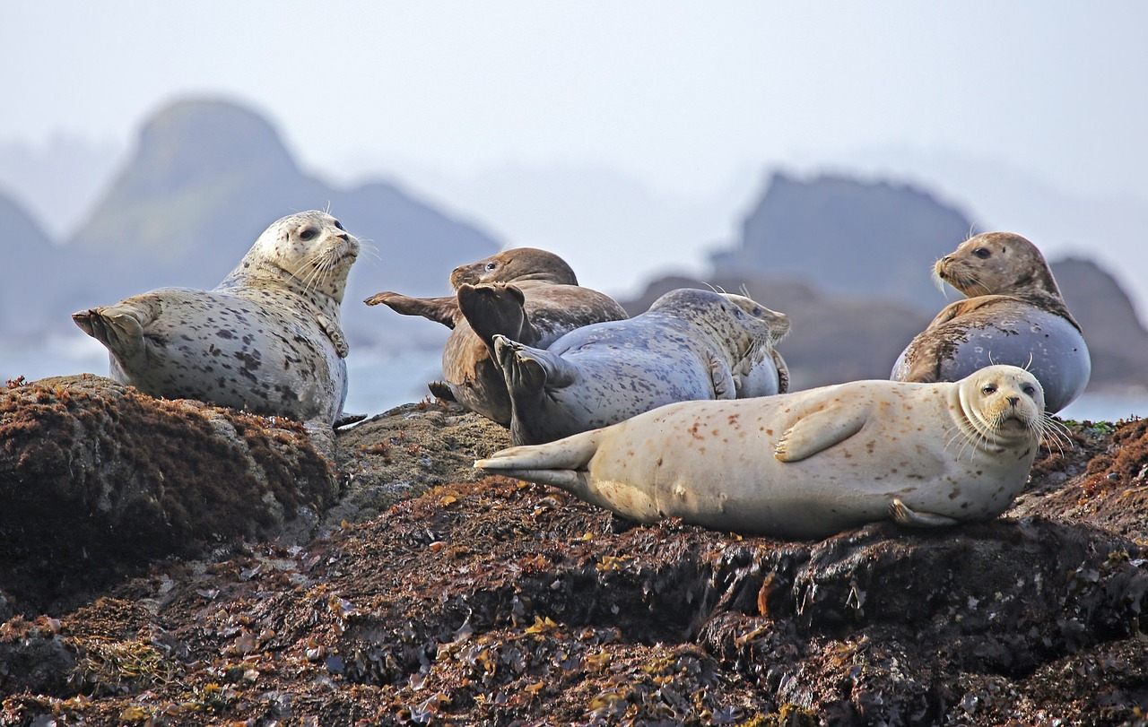 This is the Ellen Degeneres At The Oscars of seal selfies in the making, but you must resist.