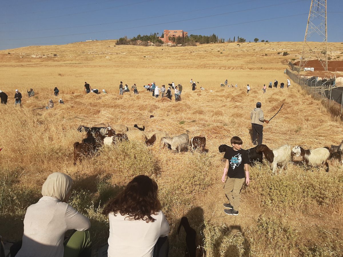 Farmers, families, and shepherds working together to grow wheat in Amman.