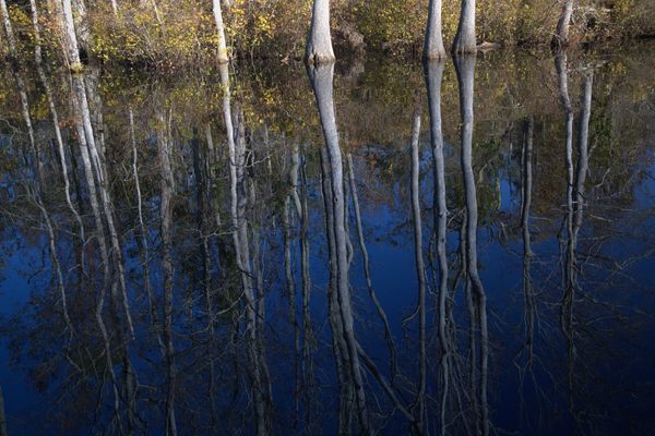Reflections on Lake Drummond