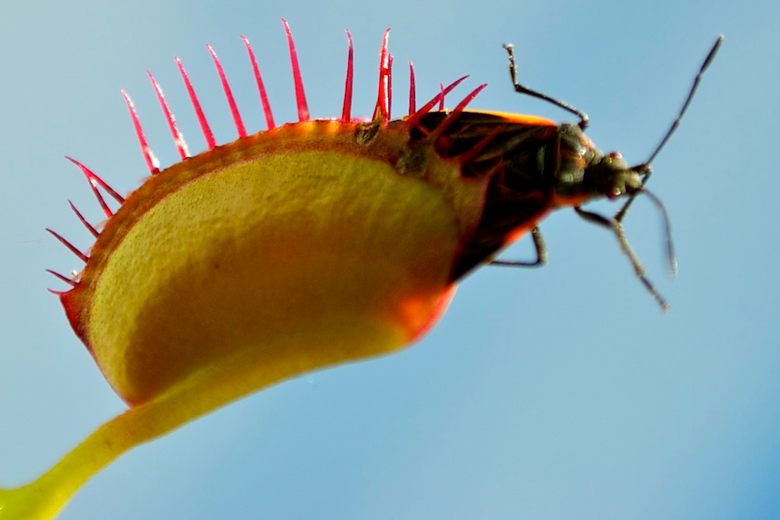 Video: Venus flytrap counts to avoid being tricked, Science