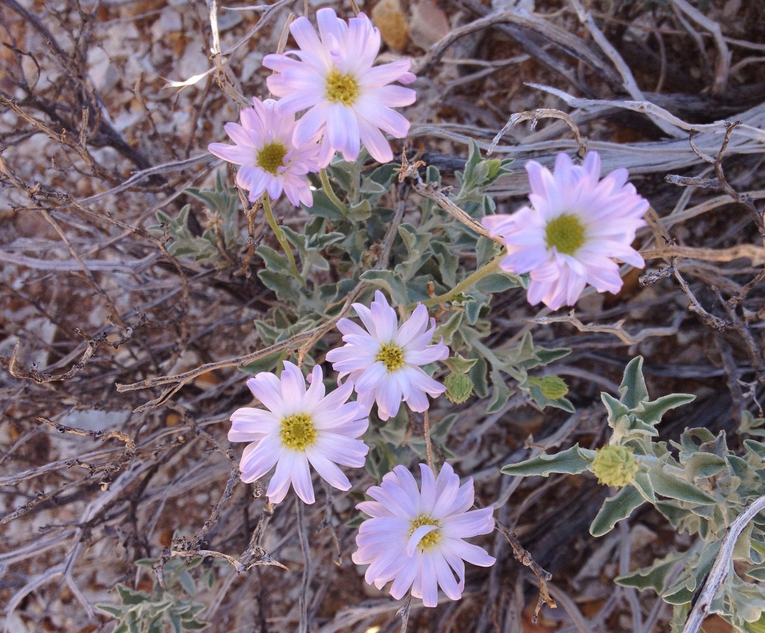 australian desert plants