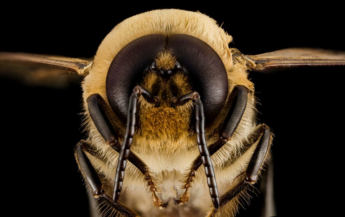 What Is It Like to Be a Bee? - Atlas Obscura