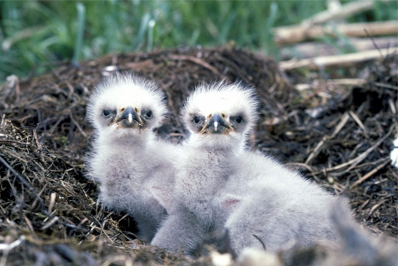 Two hungry baby eagles.