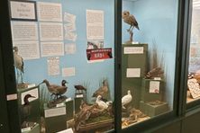 The Murderer’s Birds!