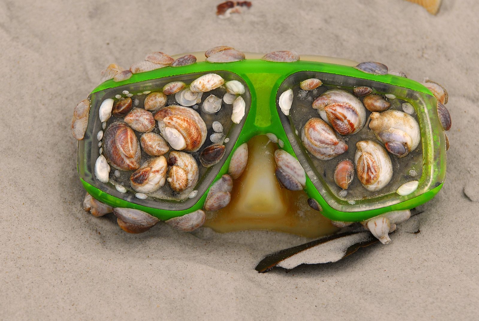 The sea takes things, makes them strange, and returns them.
