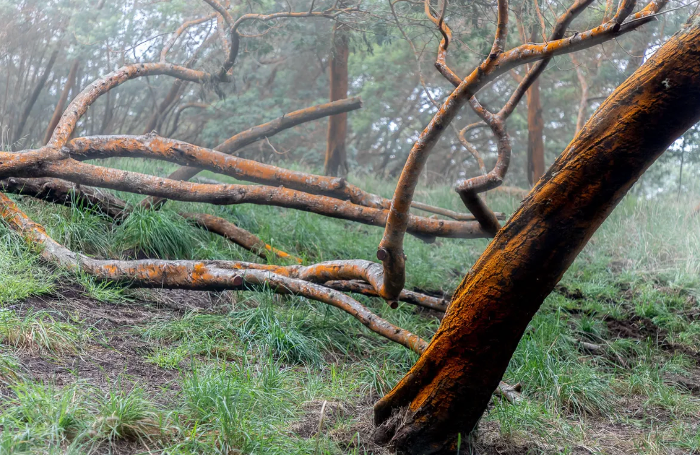 Trails run through reforested landscapes planted by the Civilian Conservation Corps in the 1930s.