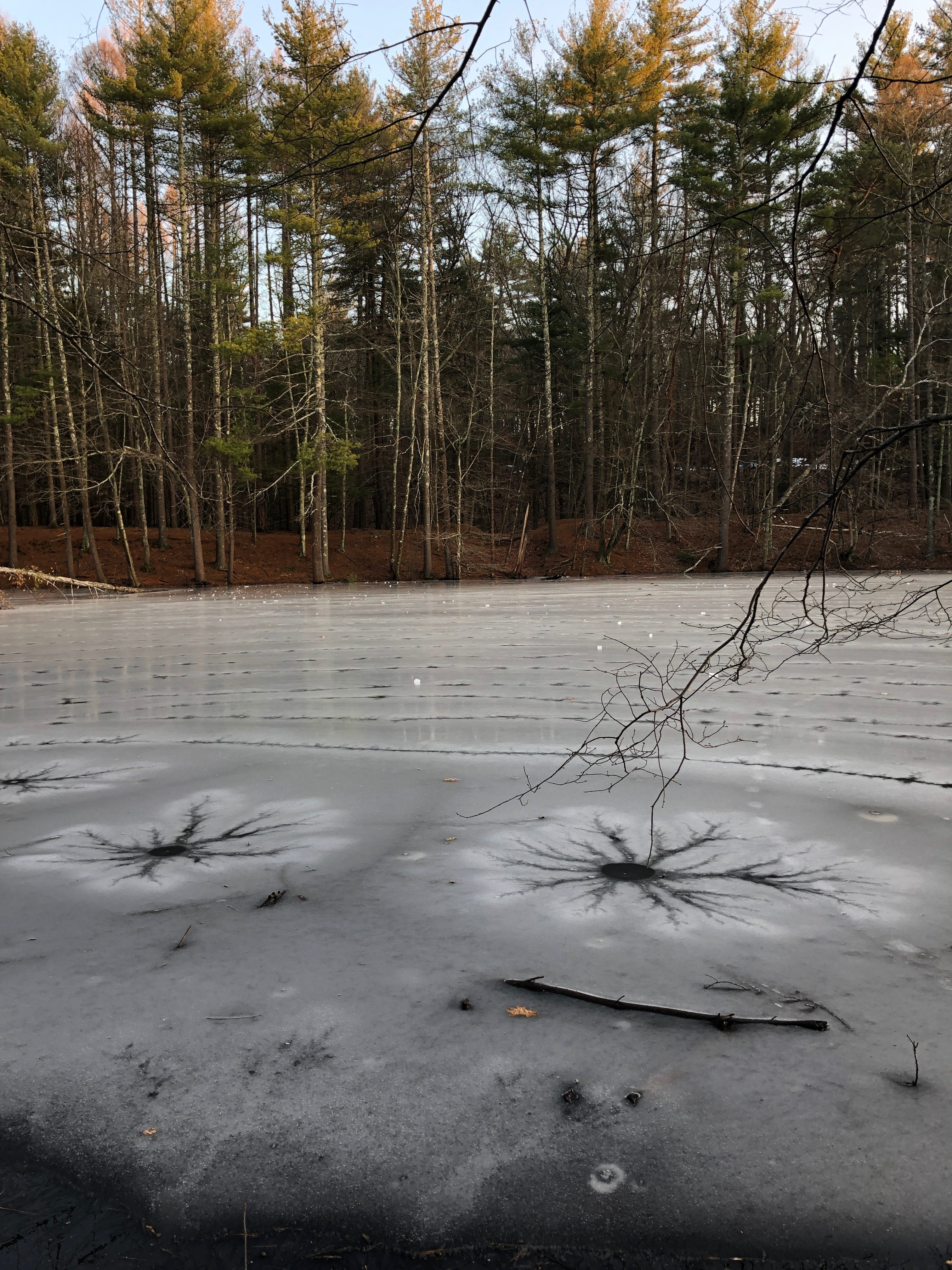 These stars were born near Boston in December 2020.