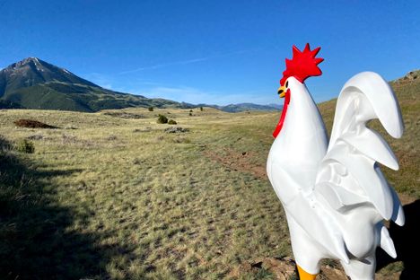 Chico Hot Springs Giant Chicken