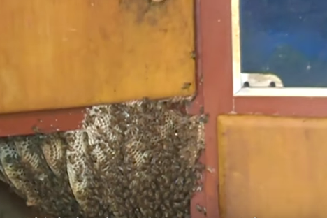 The Family That Lives With Bees