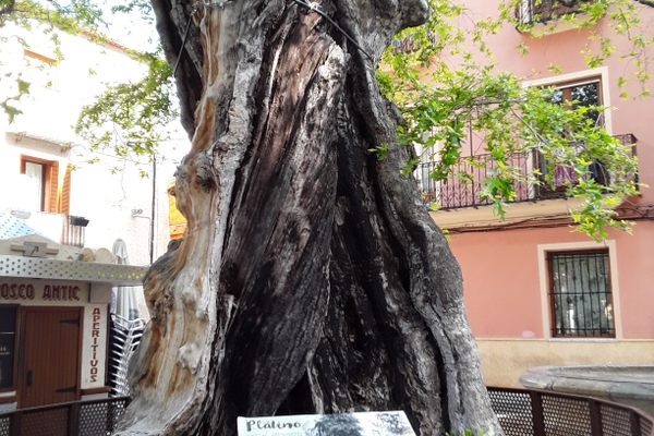 Centenary Tree of Plaça de la Palla