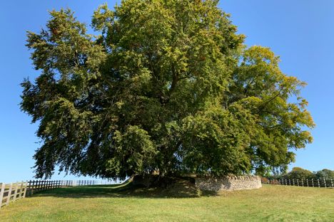 Rodmarton Long Barrow