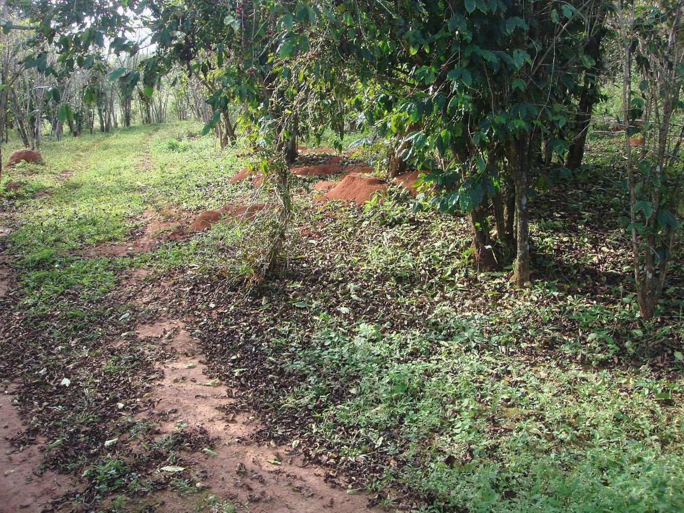 After Neto chose to go "more than organic" at his farm, ants set up shop beside his coffee trees.