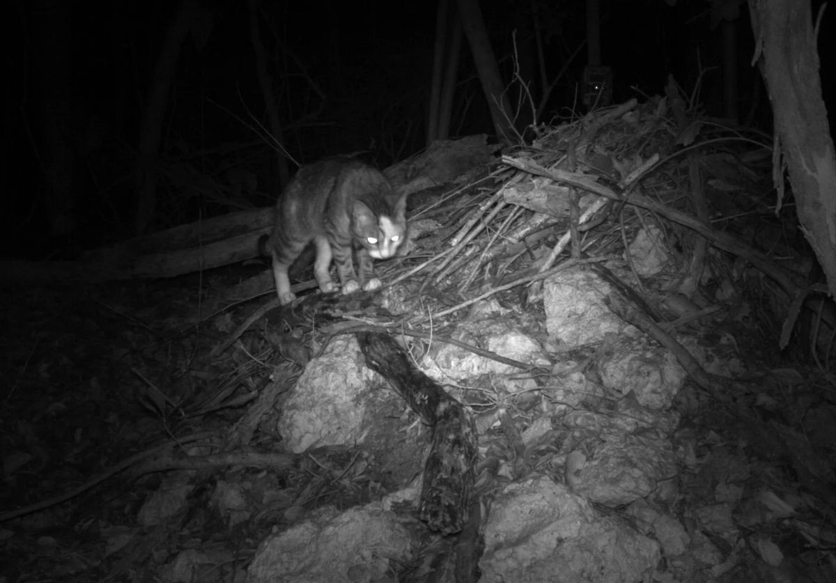 Standing on a woodrat nest, a free-roaming Key Largo cat faces down an invasive Burmese python; the two predators have decimated the woodrat population.