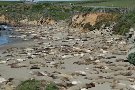 Elephant Seals relaxing on the beach