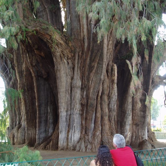 The Majestic Árbol del Tule in Oaxaca