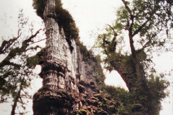 In Chile, the Alerce Milenario may be more than 5,000 years old, making it the oldest known tree in the world.