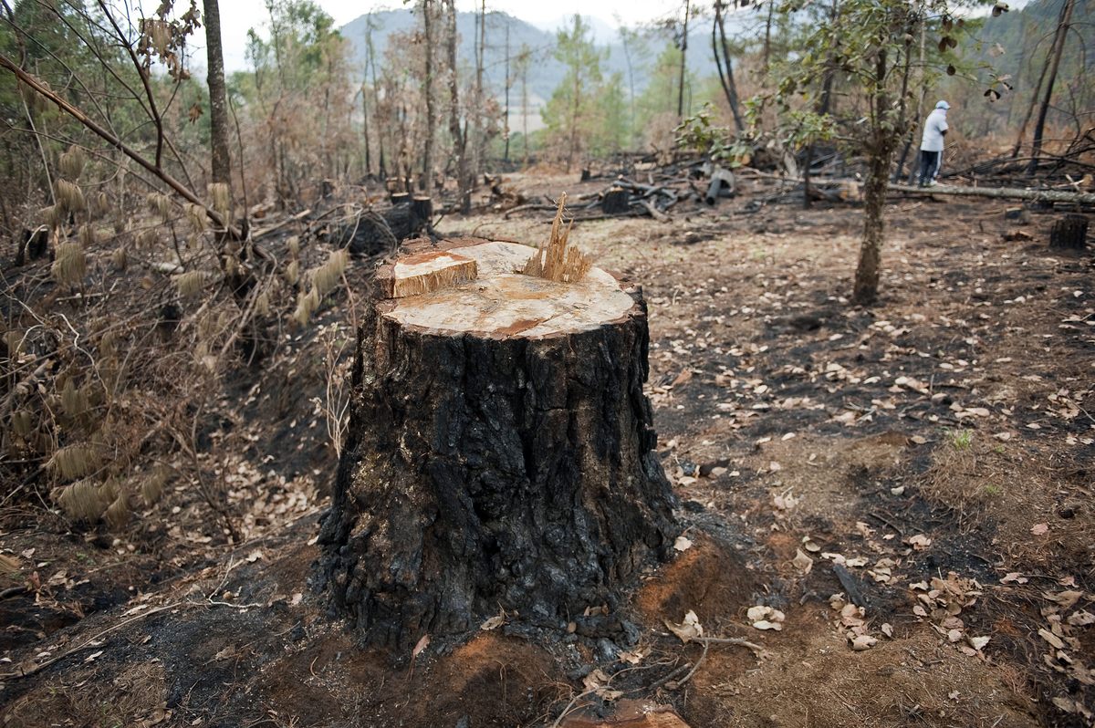 In just a few years, illegal logging operations destroyed about 80 percent of Cherán's forests. The devastation, photographed here in 2011, led to rebellion by the villagers.