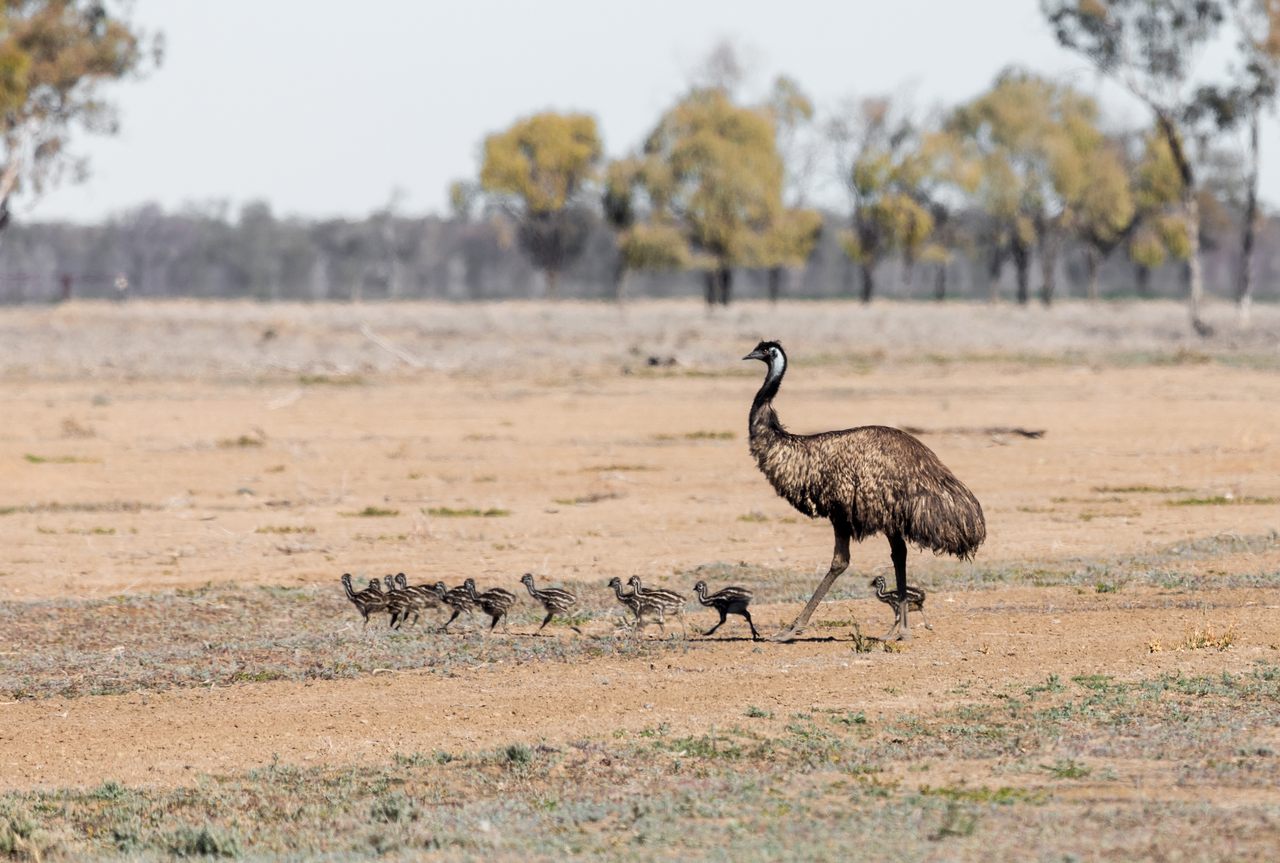 Male emus tend to nests and raise hatchlings for 18 months.