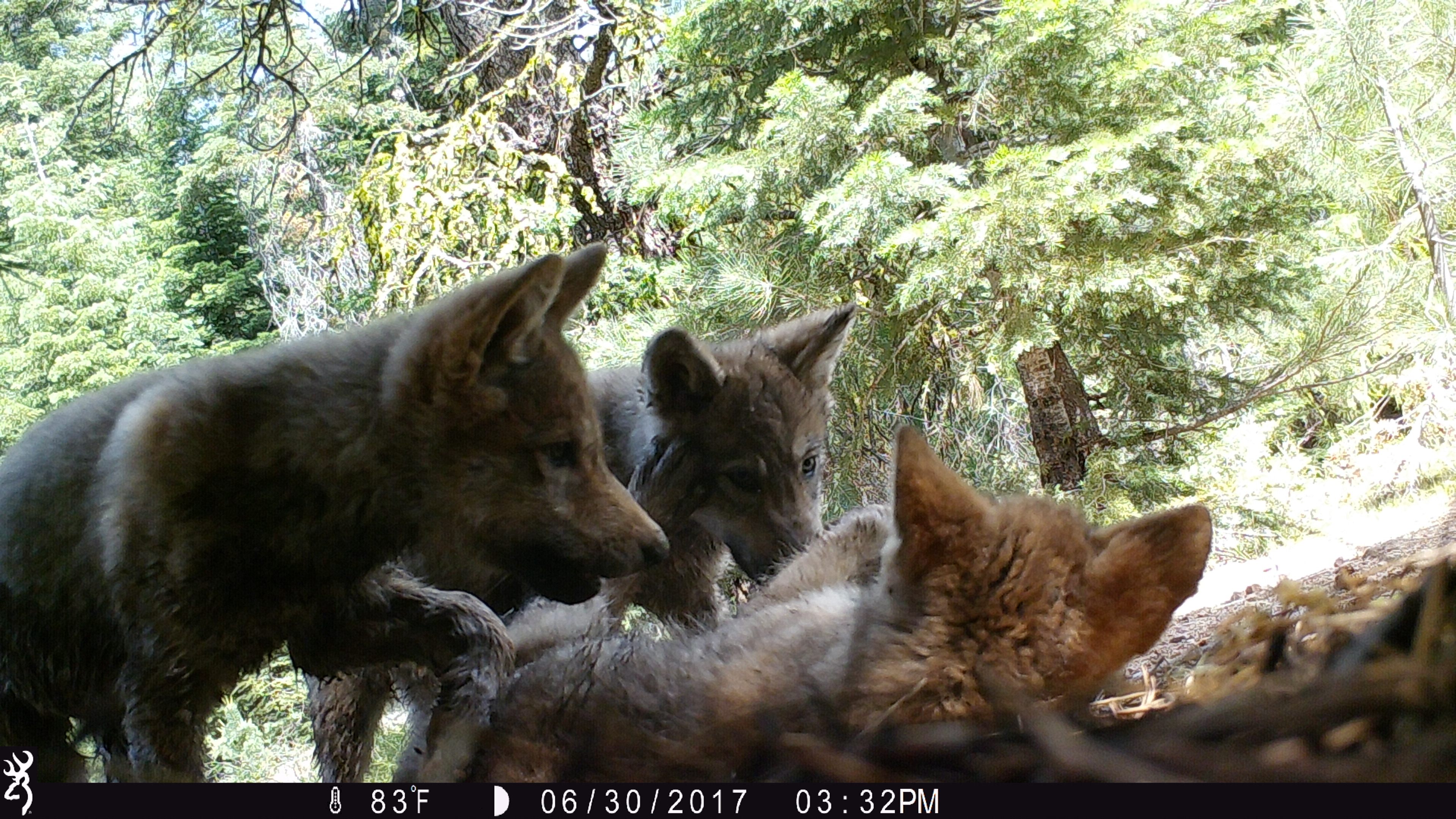 Three new wolf pups play right in front of a trail camera.