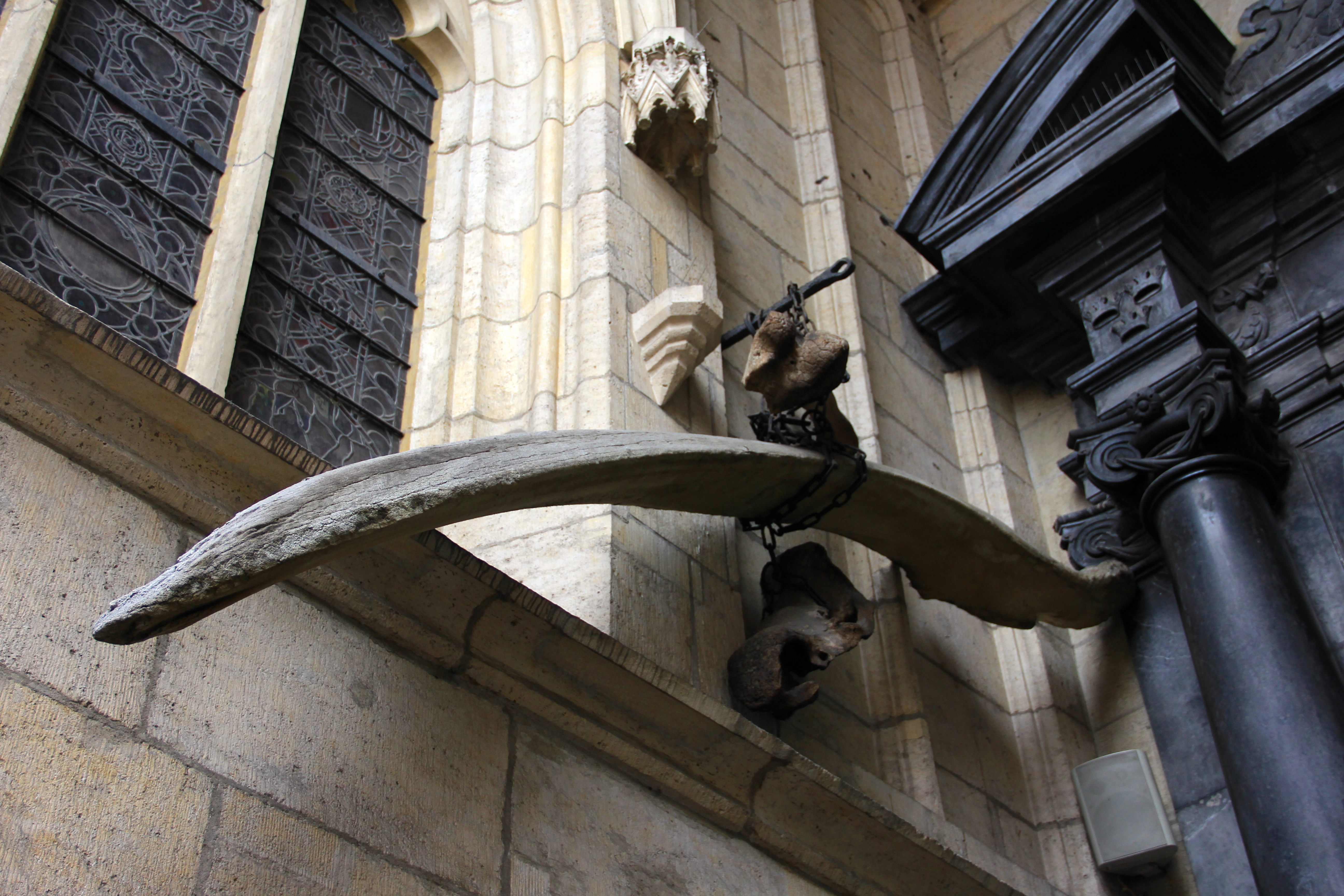 10 Places Where You Can See Whale Bones Outside a Museum - Atlas Obscura