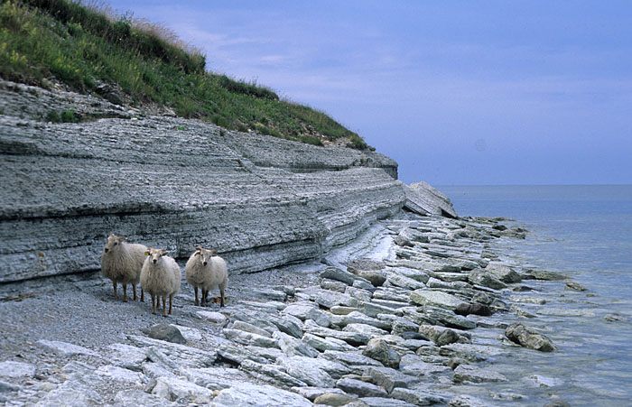 The coast of Osmussaar, an Estonian island.
