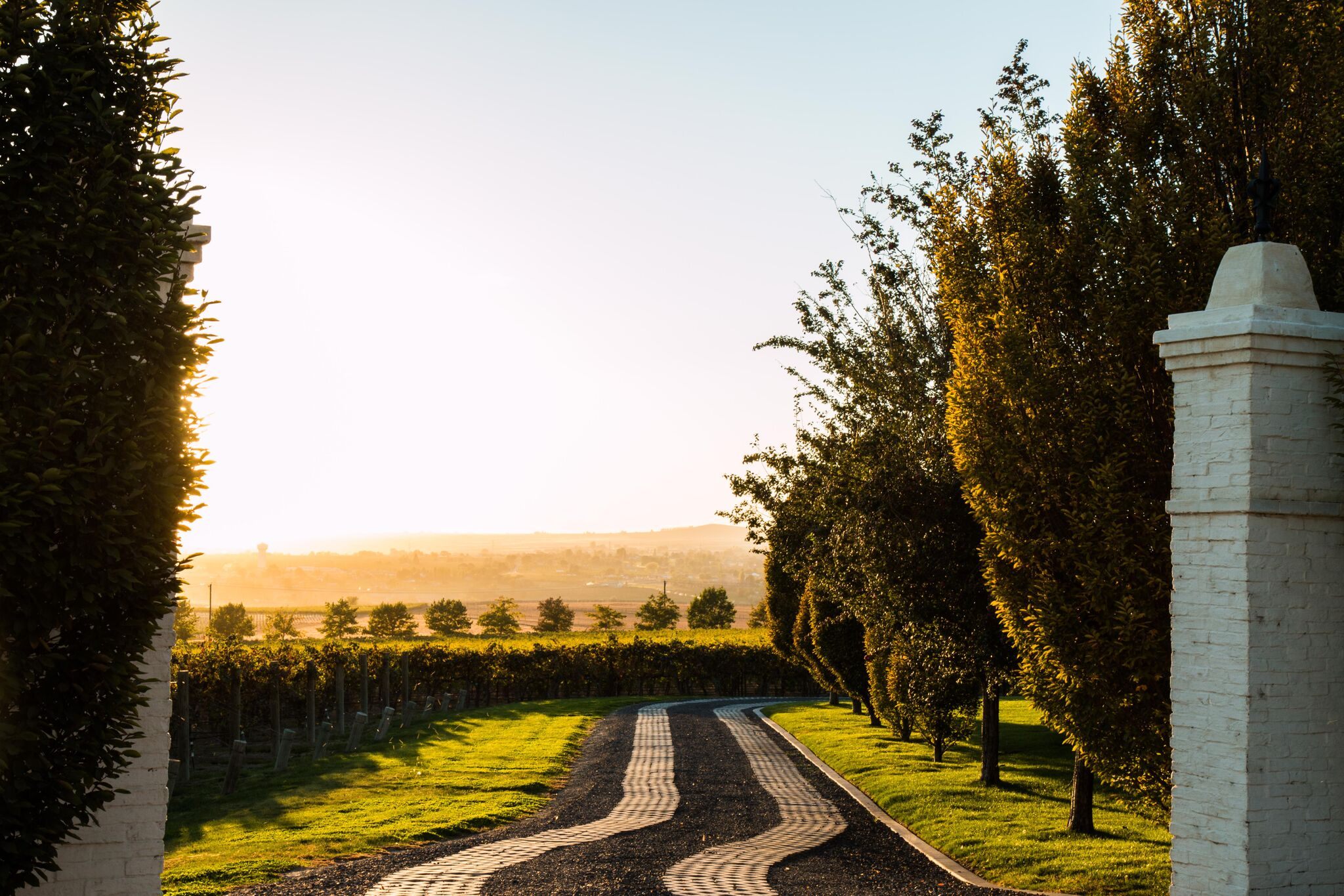 A view of the vineyard.