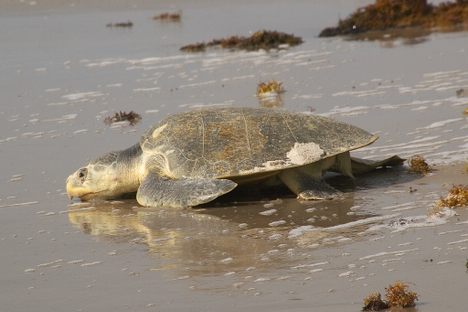 An adult Kemp's ridley sea turtle heading to sea.