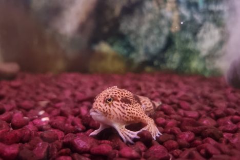 Seahorse World