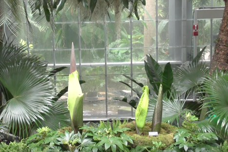 The three corpse flowers in the United States Botanic Garden Conservatory, on August 11.