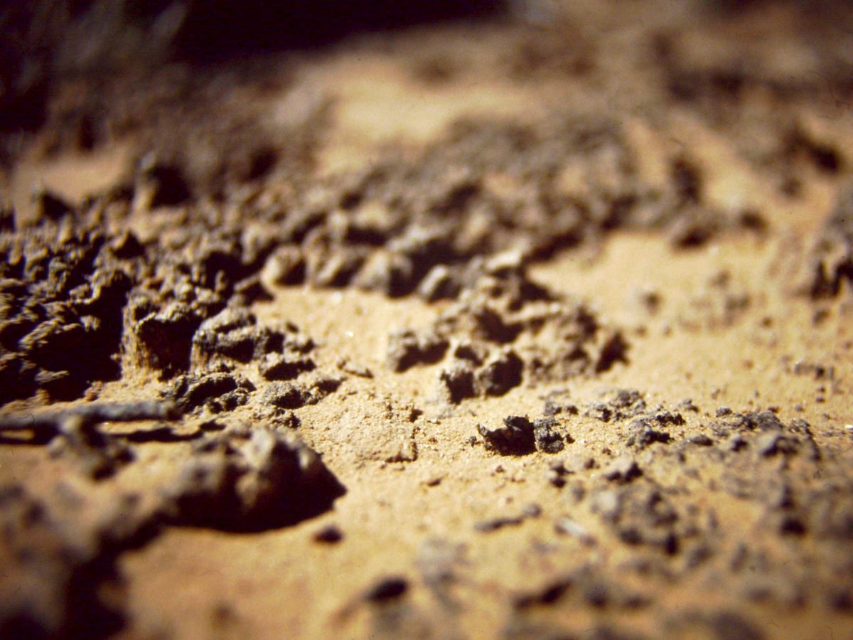 Biological soil crusts, sometimes called cryptogamic or cryptobiotic soils, are made of living organisms, such as cyanobacteria.