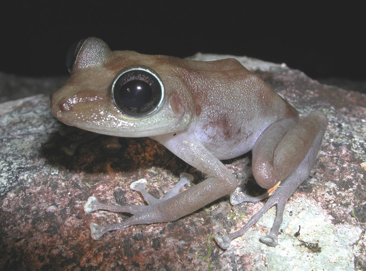 Scientists Discover Six Tiny, New Species of Frogs in Mexico