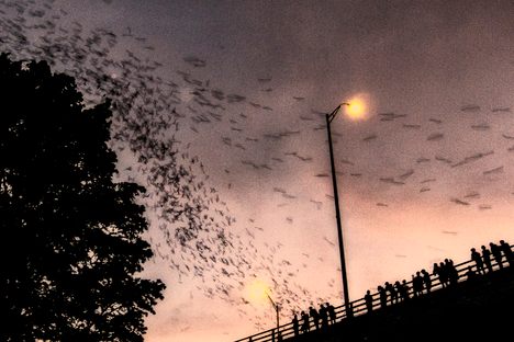 Curious Fact of the Week: The Nightly Flight 1.5 Million Bats from an Austin Bridge
