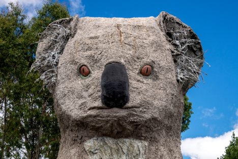 The Giant Koala in Dadswells Bridge is  both intimidating and beloved.