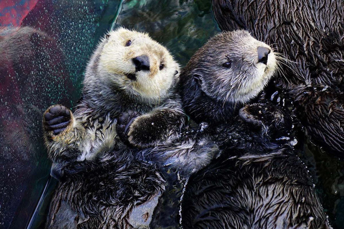 Podcast: Hello From the Otter Side