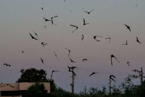 Silhouettes of bats flying around the Phoenix Bat Cave.