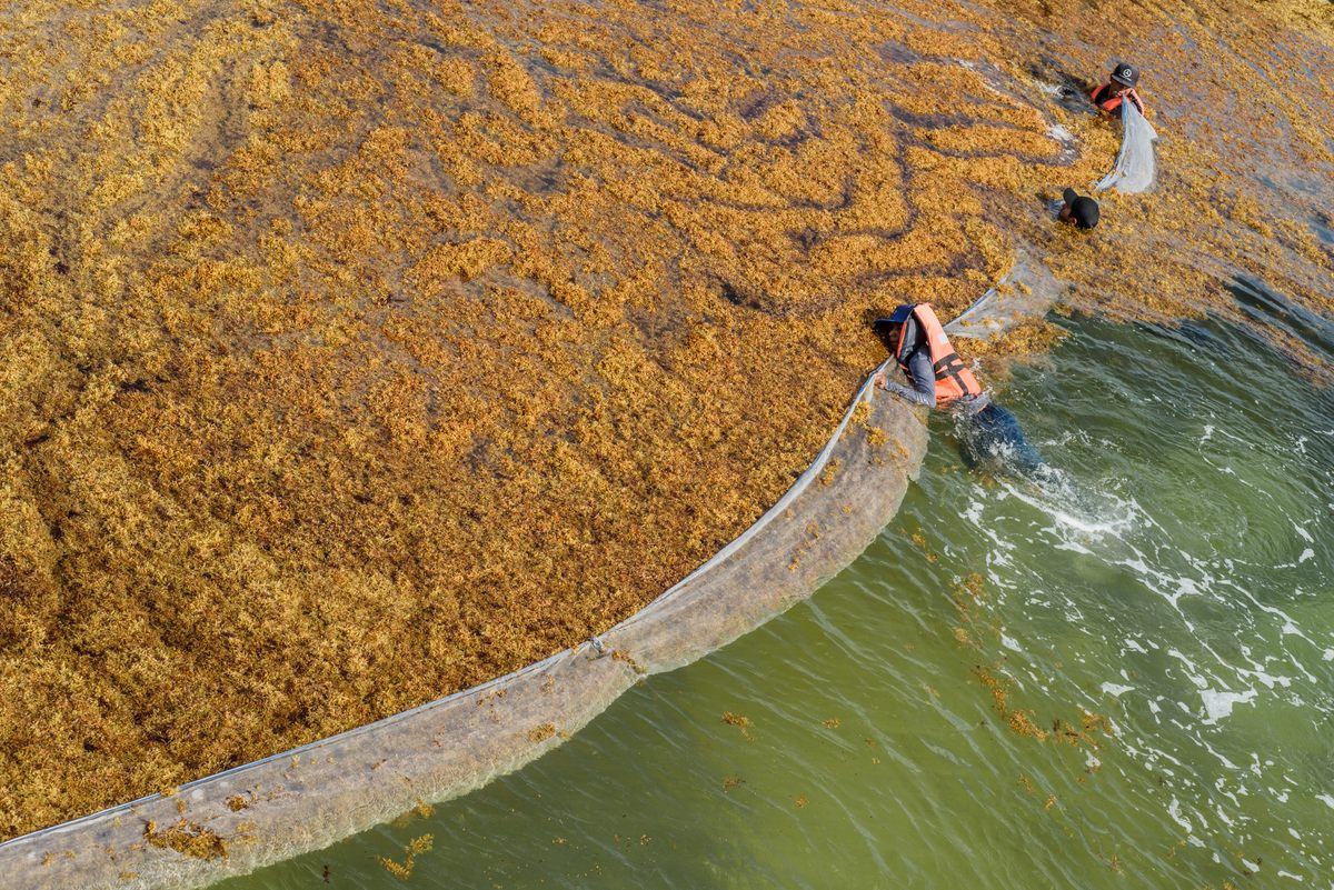 In coastal towns along Mexico’s Yucatán Peninsula, workers who clean up the masses of sargassum are nicknamed <em>sargazeros</em>. Already this year, the sargazeros have been hard at work in the tourist hotspot of Playa Del Carmen. There, even taxi drivers joined the effort after the leader of their union, Luis Herrera Quiam, called on them to assist with the cleanup.