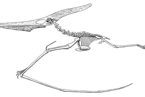 1910 reconstruction of a Pteranodon, a type of pterosaur, by palaeontologist George F. Eaton