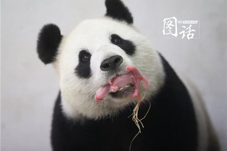 Extremely Rare Giant Panda Cub Born in 'True Miracle'