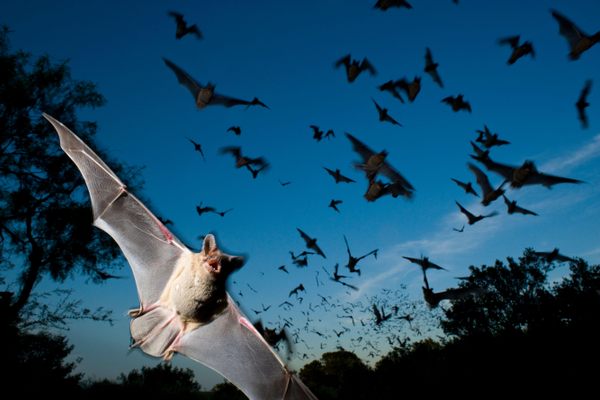 Mexican free-tailed bats emerging from Eckert James River Bat Cave Preserve in Texas. 
